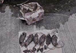 teror di kantor tempo